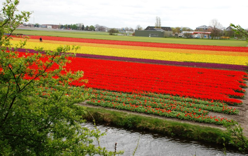 26-April-2012-Keukenhof-Gardens-Holland.-53