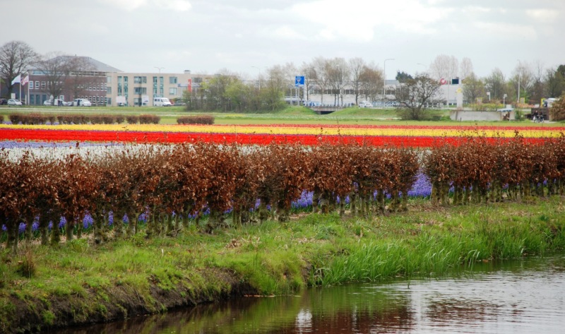 26-April-2012-Keukenhof-Gardens-Holland.-58