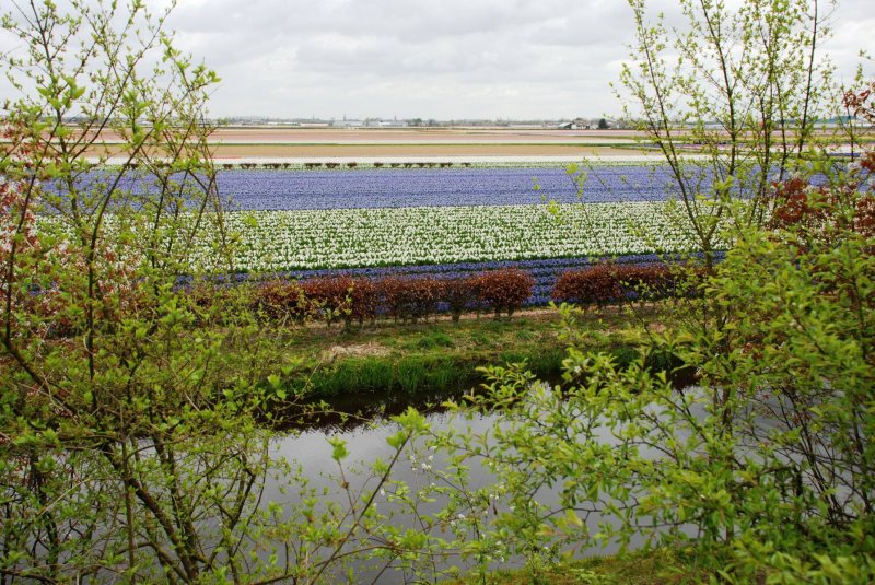 26-April-2012-Keukenhof-Gardens-Holland.-59