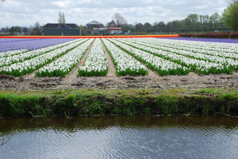 26-April-2012-Keukenhof-Gardens-Holland.-61
