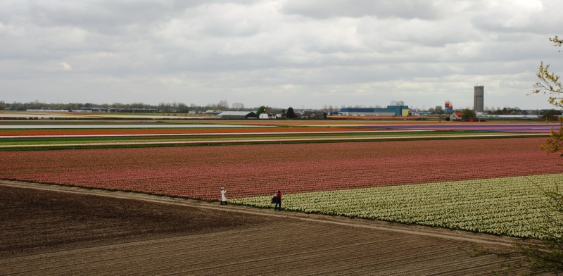 26-April-2012-Keukenhof-Gardens-Holland.-62