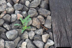 2582012-01-07-Driving-the-DMU-shuttle-service-Corfe-Castle-to-Norden-143258