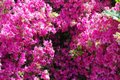 047.2012-05-27-The-Isles-of-Scilly.-47-