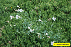 060.2012-05-27-The-Isles-of-Scilly.-60-