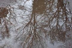 218.2013-03-09-Poole-Park-Poole-Dorset.-218-