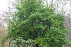 221.2013-03-09-Poole-Park-Poole-Dorset.-221-
