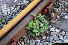 3332014-12-20-Four-Santas-and-Wedding-Almost.-333333