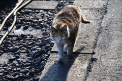 014.2015-04-18-SR-Spring-Steam-Gala.-14-