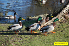 013.2016-01-20-Poole-Park-Railway-Poole-Dorset.-13-