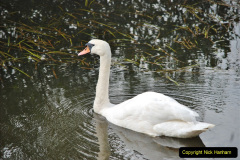 027.Some-of-the-things-I-saw-on-my-20-mile-walk-for-the-SR-Survey.-27