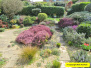 2018 April 14 A Poole Garden in Spring