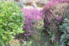007.2018-04-14-A-Poole-Garden-in-Spring.-7