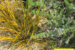 012.2018-04-14-A-Poole-Garden-in-Spring.-12