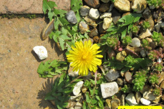 013.2018-04-14-A-Poole-Garden-in-Spring.-13
