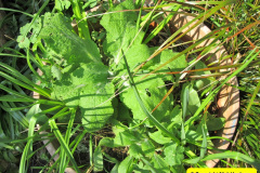043.2018-04-14-A-Poole-Garden-in-Spring.-43
