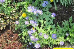080.2018-04-14-A-Poole-Garden-in-Spring.-80