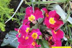 088.2018-04-14-A-Poole-Garden-in-Spring.-88