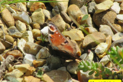 096.2018-04-14-A-Poole-Garden-in-Spring.-96
