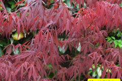 099.2018-04-14-A-Poole-Garden-in-Spring.-99
