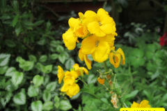 104.2018-04-14-A-Poole-Garden-in-Spring.-104