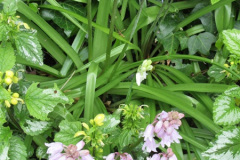 105.2018-04-14-A-Poole-Garden-in-Spring.-105