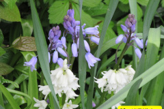 106.2018-04-14-A-Poole-Garden-in-Spring.-106