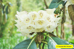 060.2018-04-22-RHS-Rosemoor-Gardens-Great-Torrington-Devon.-60