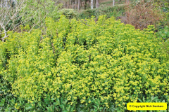 069.2018-04-22-RHS-Rosemoor-Gardens-Great-Torrington-Devon.-69