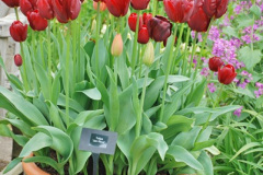 100.2018-04-22-RHS-Rosemoor-Gardens-Great-Torrington-Devon.-100