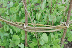 105.2018-04-22-RHS-Rosemoor-Gardens-Great-Torrington-Devon.-105