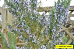 110.2018-04-22-RHS-Rosemoor-Gardens-Great-Torrington-Devon.-110