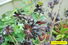 025.2018-04-24-Arlington-Court-Barnstaple-Devon.-25