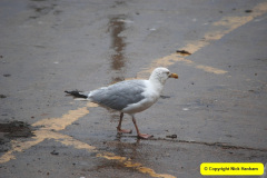 250.2018-08-14-to-22-Trinity-House-Vessel-Patricia-Harwich-to-Weymouth.-250