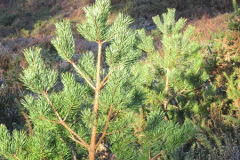 025.2018-02-16-Alder-Hills-Nature-Reserve-A-second-visit.-25