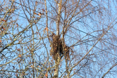 062.2018-02-16-Alder-Hills-Nature-Reserve-A-second-visit.-62