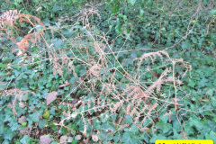 077.2018-02-16-Alder-Hills-Nature-Reserve-A-second-visit.-77