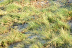 084.2018-02-16-Alder-Hills-Nature-Reserve-A-second-visit.-84