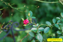 008.2018-01-03-A-Poole-Winter-Garden.-8