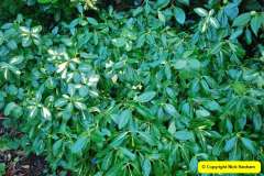 012.2018-01-03-A-Poole-Winter-Garden.-12