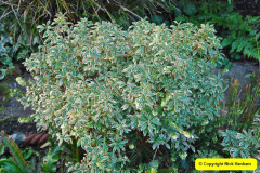 021.2018-01-03-A-Poole-Winter-Garden.-21