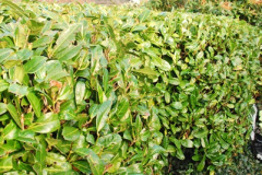 028.2018-01-03-A-Poole-Winter-Garden.-28