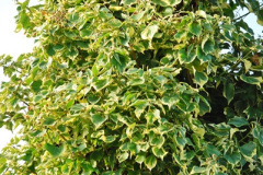 030.2018-01-03-A-Poole-Winter-Garden.-30