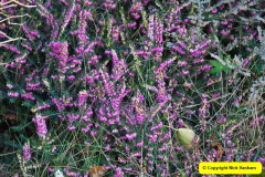 035.2018-01-03-A-Poole-Winter-Garden.-35