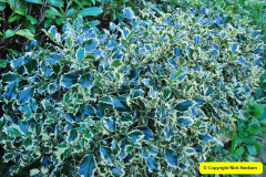 038.2018-01-03-A-Poole-Winter-Garden.-38