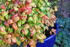 055.2018-01-03-A-Poole-Winter-Garden.-55