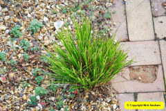 069.2018-01-03-A-Poole-Winter-Garden.-69