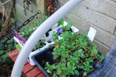 085.2018-01-03-A-Poole-Winter-Garden.-85