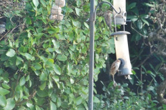 120.2018-01-03-A-Poole-Winter-Garden.-120