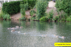 011.2018-06-26-Ware-to-Heartford-East-River-Lea-Hertfordshire-walk.-32