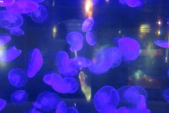 205.2018-05-24-to-26-Celebrity-Bravo-Music-Cruise.-Cherbourg-Southampton-Poole.-205-